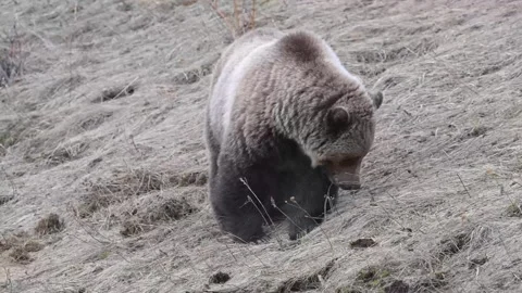 Grizzly bear in the wild Vídeos de archivo 337840529