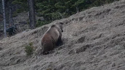 Grizzly bear in the wild 스톡 동영상 337840569