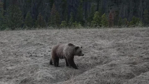 Grizzly bear in the wild Vídeos de archivo 337840766
