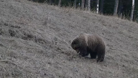 Grizzly bear in the wild Stockbeeldmateriaal 337840782