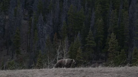 Grizzly bear in the wild Stock Footage 337840784