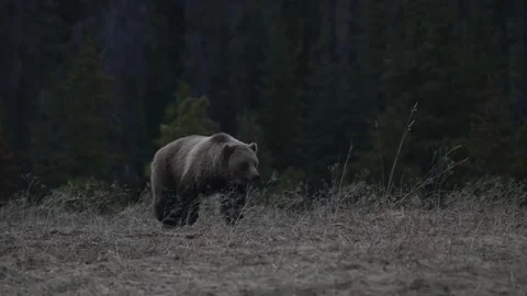Grizzly bear in the wild Vídeos de archivo 337840787