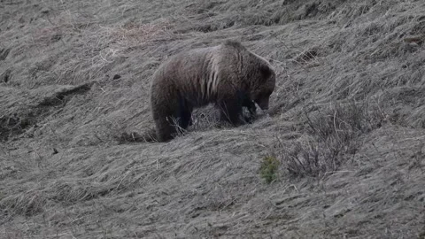 Grizzly bear in the wild Stock Footage 337840800