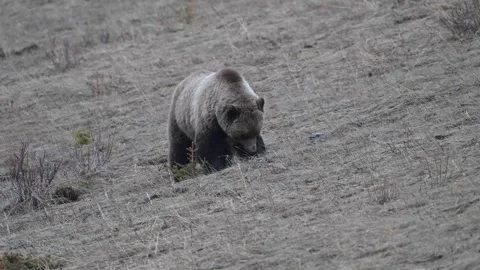 Grizzly bear in the wild Stock-Footage 337840801