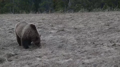 Grizzly bear in the wild Vídeos de archivo 337840805