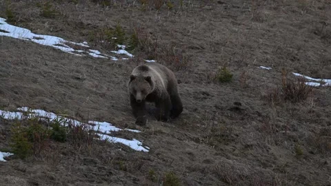 Grizzly bear in the wild Stock Footage 337840806