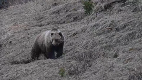 Grizzly bear in the wild Stockbeeldmateriaal 337840810