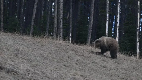 Grizzly bear in the wild Stock Footage 337840816