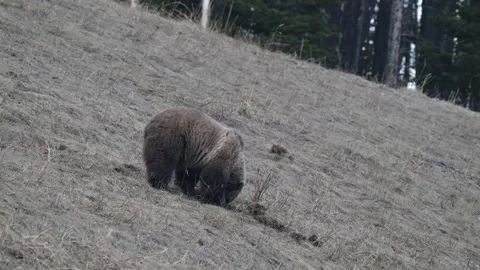 Grizzly bear in the wild Видео 337840828