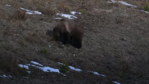 Grizzly bear in the wild Vídeos de archivo 337840861