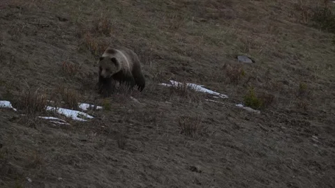 Grizzly bear in the wild Stock-Footage 337840876