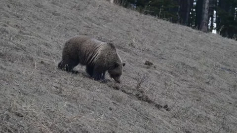 Grizzly bear in the wild Stock-Footage 337840886