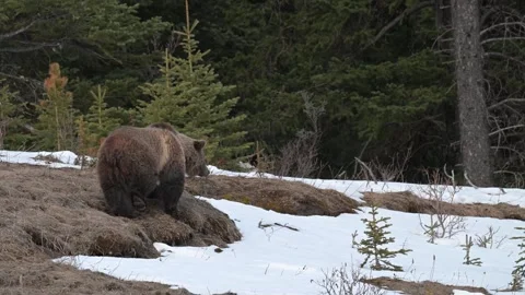 Grizzly bear in the wild Stock Footage 337840888