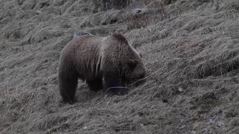 Grizzly bear in the wild Stock Footage 337840895