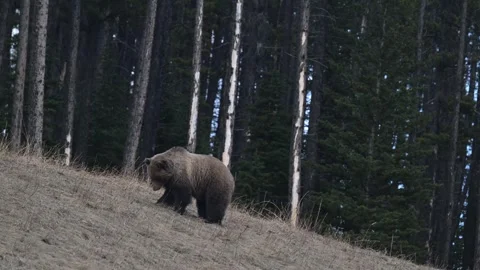 Grizzly bear in the wild Vídeos de archivo 337840897