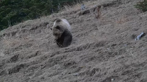 Grizzly bear in the wild Stock Footage 337840917