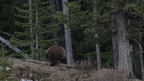 Grizzly bear in the wild Stock Footage 337840918