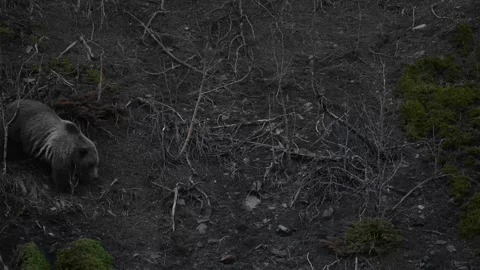 Grizzly bear in the wild Видео 337840919