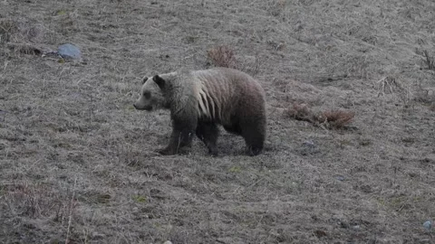 Grizzly bear in the wild Vídeos de archivo 337840920
