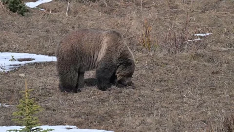 Grizzly bear in the wild Stockbeeldmateriaal 337840930