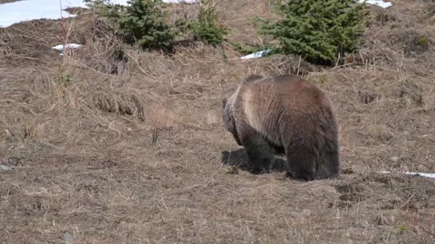 Grizzly bear in the wild Vidéo 337840932