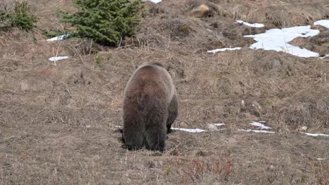 Grizzly bear in the wild Stock-Footage 337840933