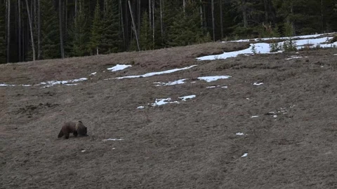 Grizzly bear in the wild Видео 337840968
