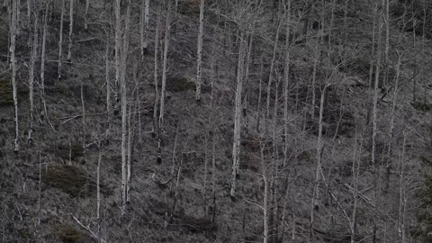 Grizzly bear in the wild 库存影片 337840972