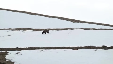 Grizzly bear in the wild Vídeos de archivo 337840978