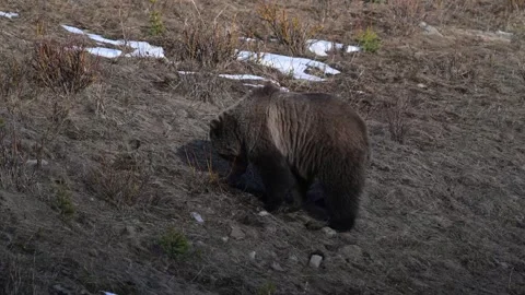 Grizzly bear in the wild Vidéo 337841035