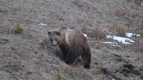 Grizzly bear in the wild Video stock 337841076