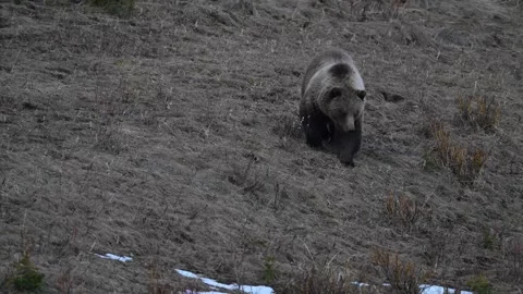Grizzly bear in the wild 動画素材 337841106