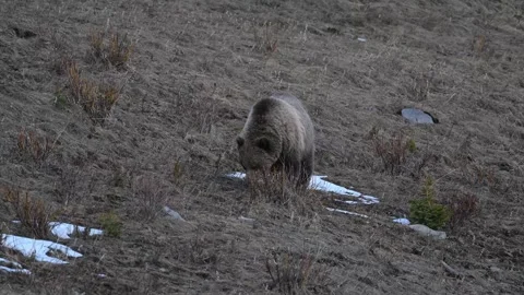 Grizzly bear in the wild Stock Footage 337841110