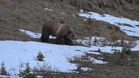 Grizzly bear in the wild Видео 337841127