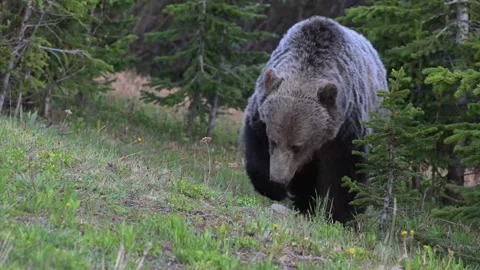 Grizzly bear in the wild Stock Footage 337841135