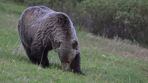 Grizzly bear in the wild Vidéo 337841151