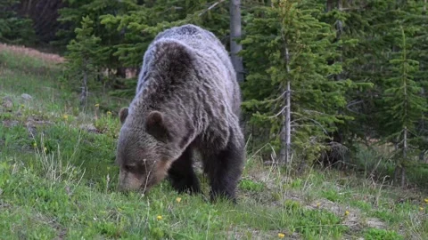 Grizzly bear in the wild 스톡 동영상 337841157