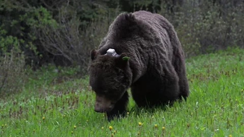 Grizzly bear in the wild Vídeos de archivo 337841169