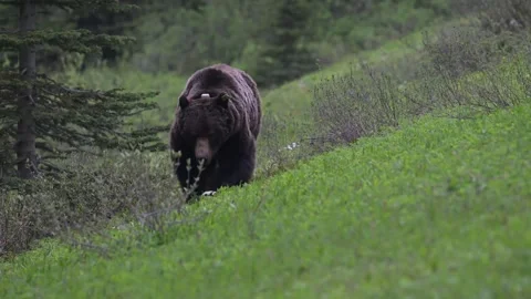 Grizzly bear in the wild Stock Footage 337841175