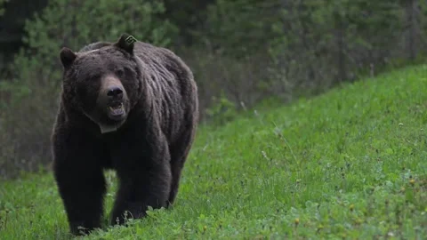 Grizzly bear in the wild Stock Footage 337841183