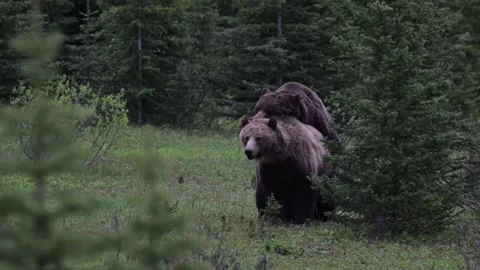 Grizzly bear in the wild Видео 337841300