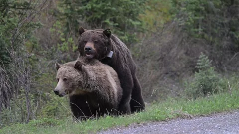 Grizzly bear in the wild Stockbeeldmateriaal 337841337