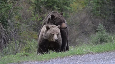 Grizzly bear in the wild Stock-Footage 337841343