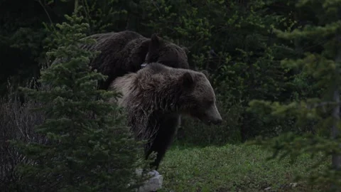 Grizzly bear in the wild Vídeos de archivo 337841360