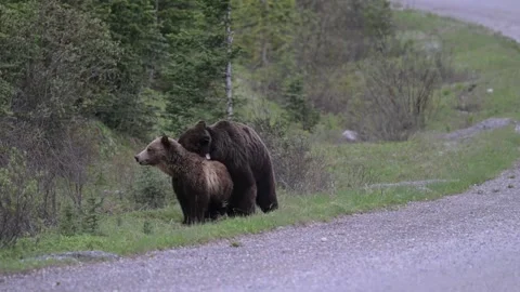 Grizzly bear in the wild Vídeos de archivo 337841368