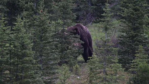 Grizzly bear in the wild Stock-Footage 337841426
