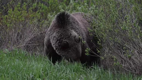 Grizzly bear in the wild Stock Footage 337841444