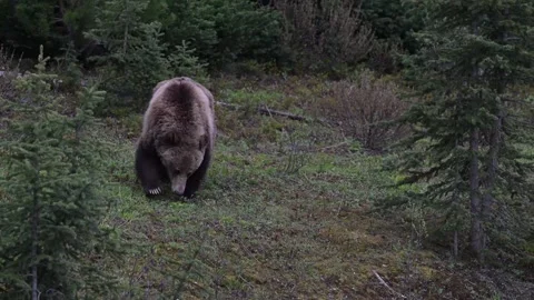 Grizzly bear in the wild Stock Footage 337841460