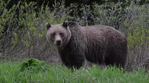 Grizzly bear in the wild Stock Footage 337841469