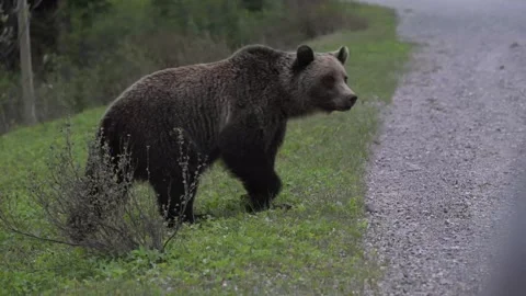 Grizzly bear in the wild Vidéo 337841473